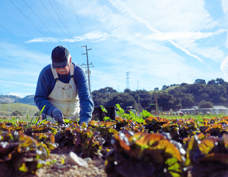 From Farm to Family: A Solution to Hunger